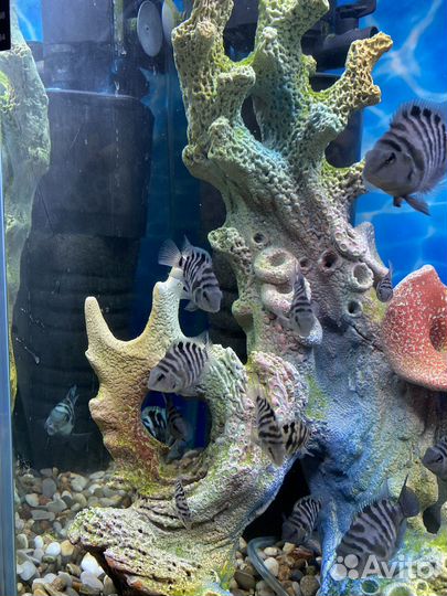 Сапфировый попугай