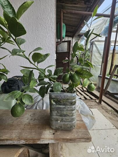 Лимон дерево привитый местный