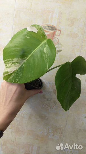 Монстера вариегатная альба макушка