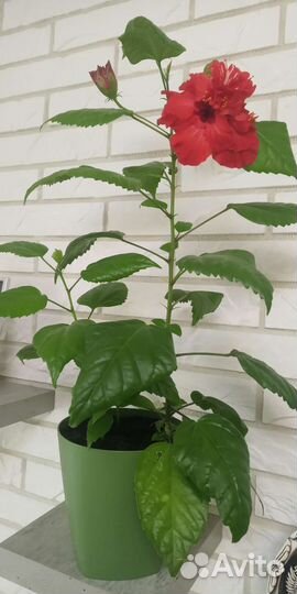 Гибискус махровый сортовой