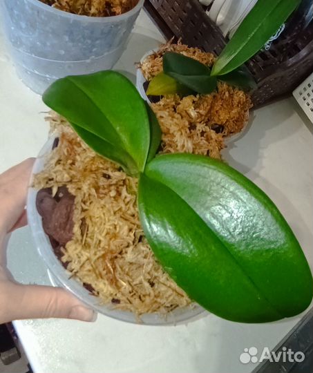 Орхидея фаленопсис