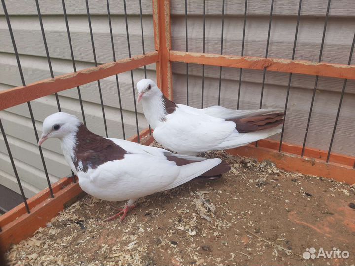 Продажа голубей