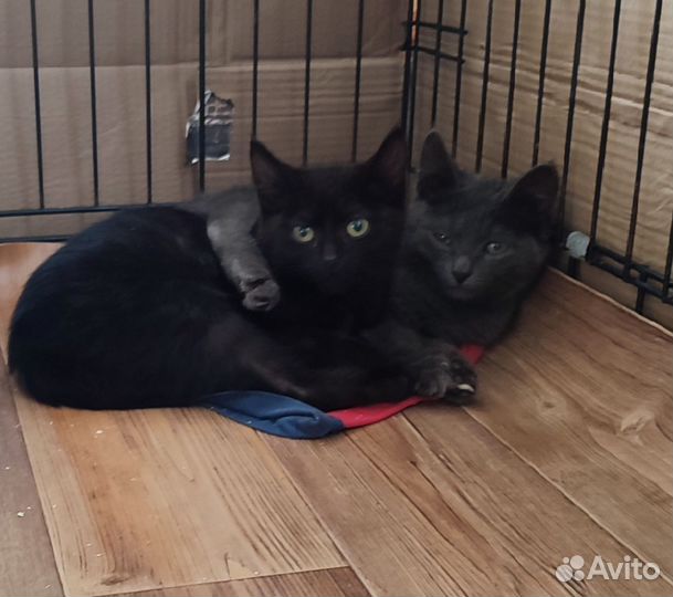Котята в добрые руки