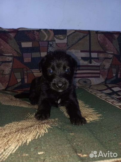 Собака щенки щенок верный друг в добрые руки