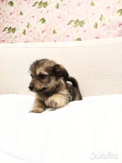 Щеночек мальчик