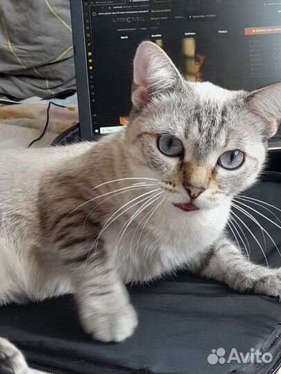 Метисы кошки