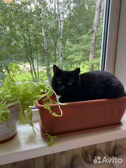 Передержка животных