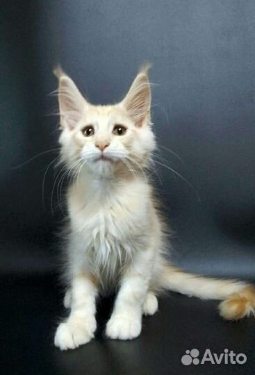 Мейн кун кот ds23 серебряный мальчик