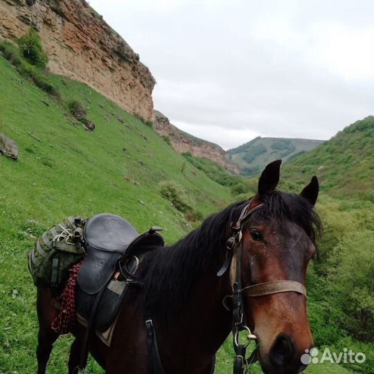 Лошадь жеребец