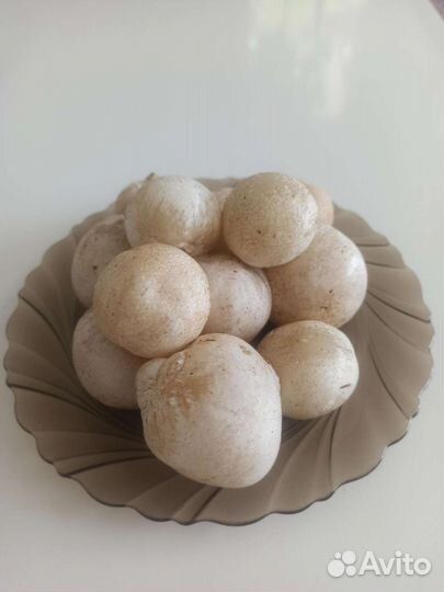 Гриб Весёлка