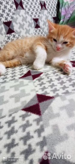 Кошки в добрые руки