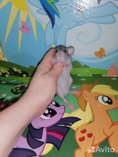 Крыса крысята дамбо, клетки, корм, наполнитель