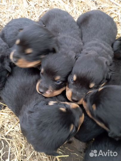 Щенки ротвейлера