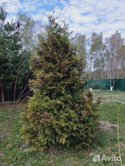 Туя смагард 4 метра