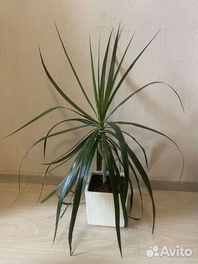 Пальма драцена