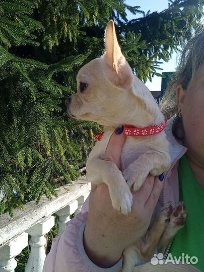 Чихуахуа девочка