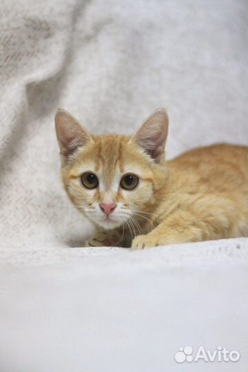 Крошка- малышка ищет семью