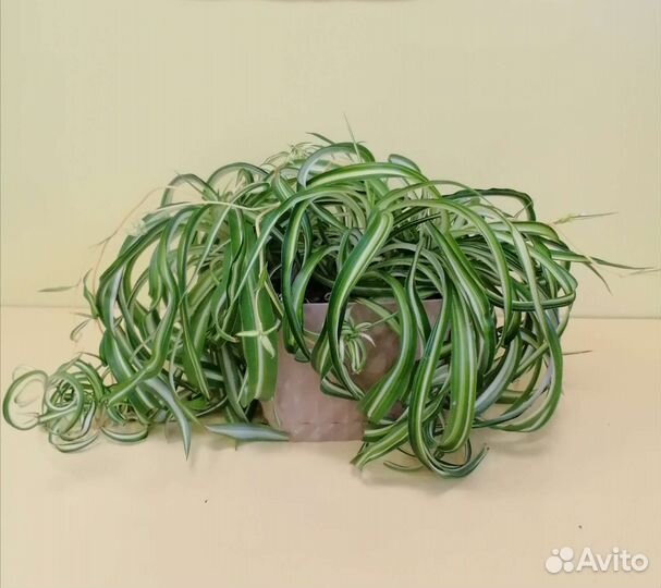 Хлорофитум кудрявый