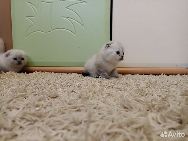 Шотландские вислоухие котята