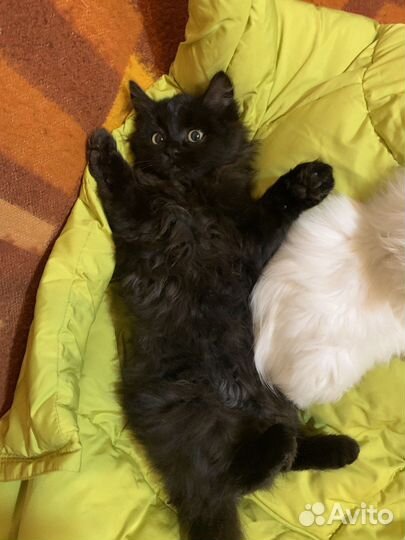 Ветеринарный врач на дом