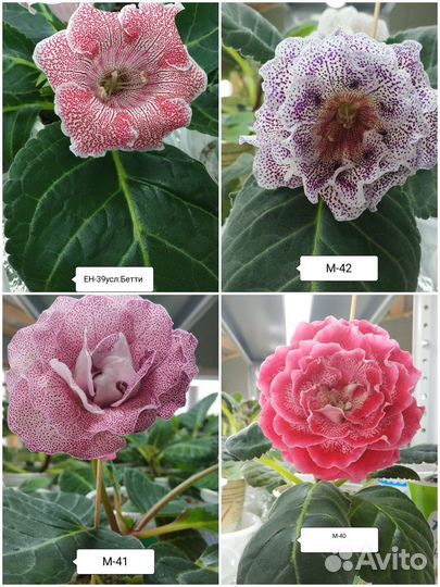 Глоксинии сортовые