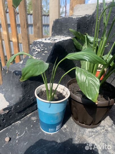 Спатифиллум 