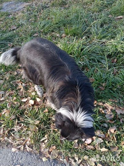 Отдаём в хорошие руки собаку