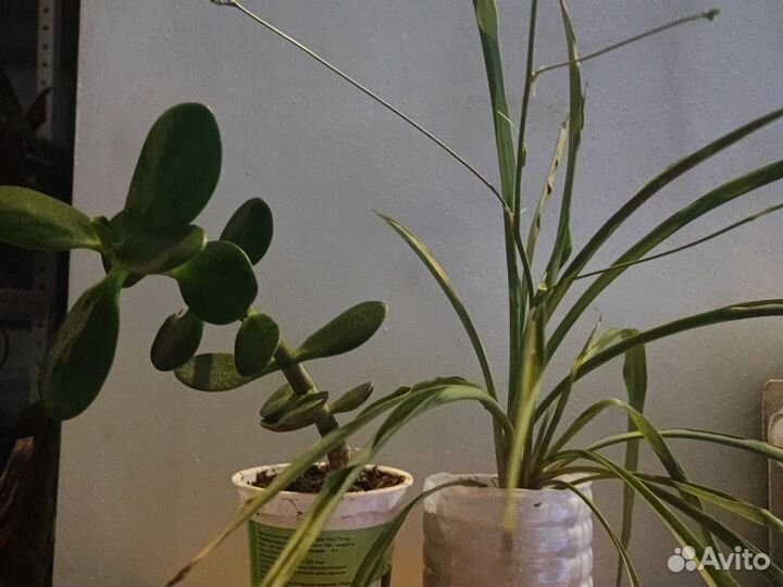 Диффенбахия