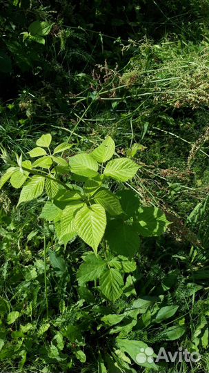 Саженцы ежевики