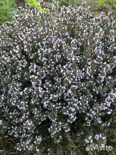 Тимьян (чабрец)