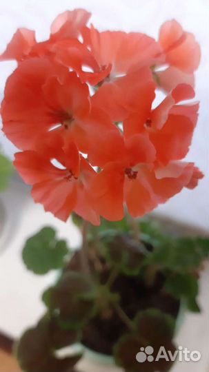 Пеларгония герань - розебудная