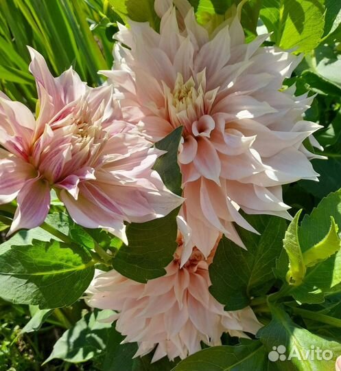 Георгины на осень(клубни)