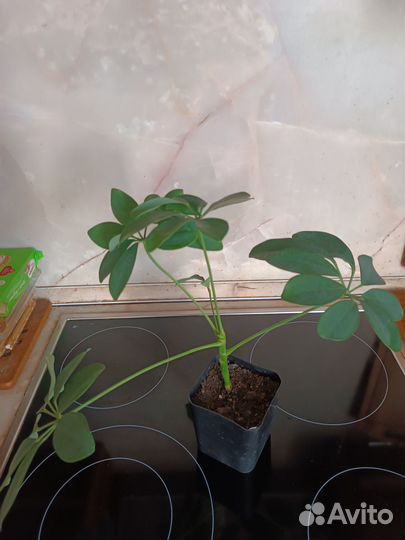 Комнатные цветы