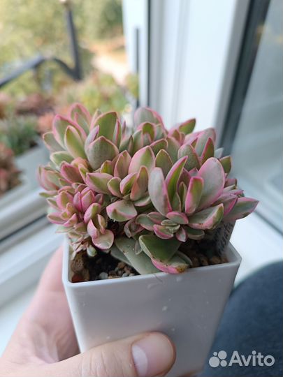 Суккуленты 1