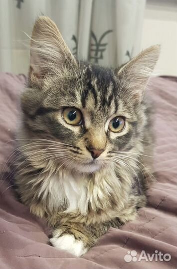 Котенок в дар бесплатно