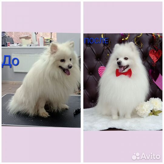 Гигиена, стрижка, экспресс линька собак и кошек