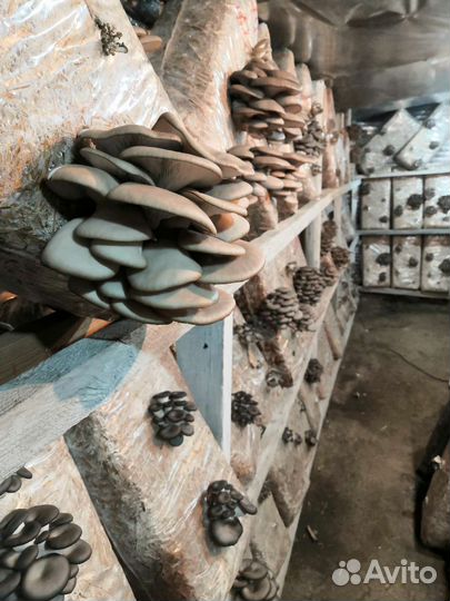 Грибные блоки вешенка