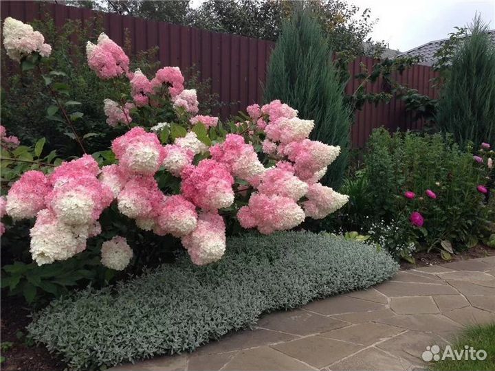 Гортензия метельчатая и древовидная-доставк по обл