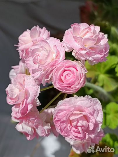 Пеларгония герань Та Эммануэль