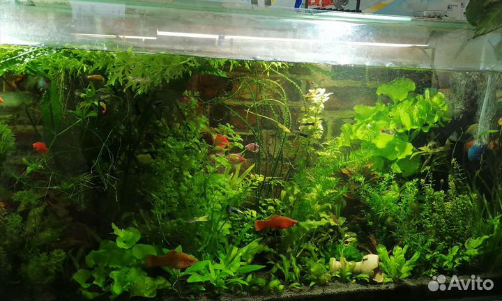 Рыбки. Растения. Креветки. Улитки