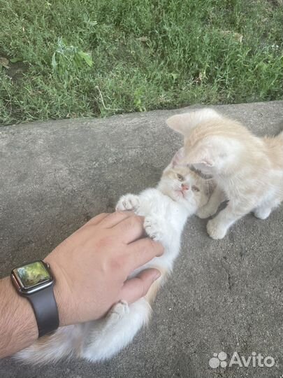 Катята от кошки крыселовки