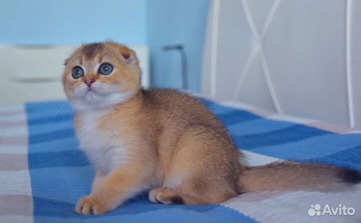 Шотландские вислоухие котята