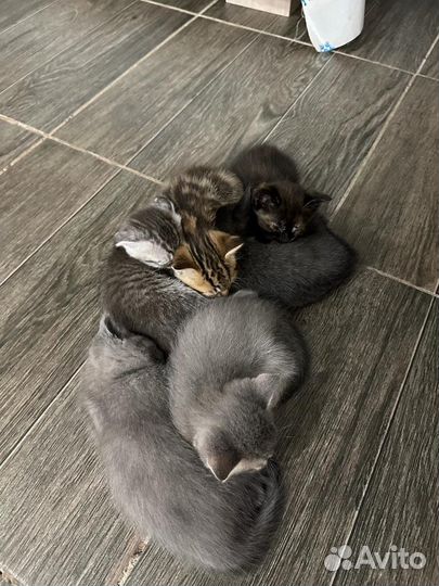 Британские котята бесплатно