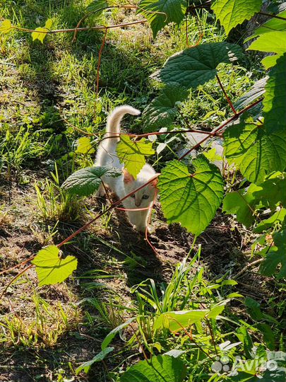 Котенок в дар