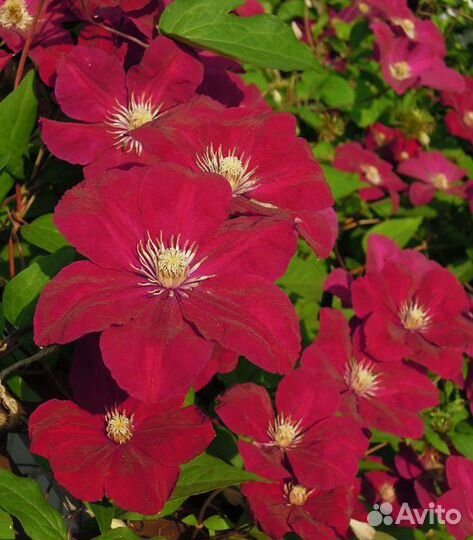 Клематис Руж Кардинал 2л горшок и др.сорта