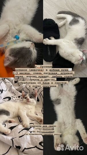 Котенок (девочка) в добрые и ответственные руки