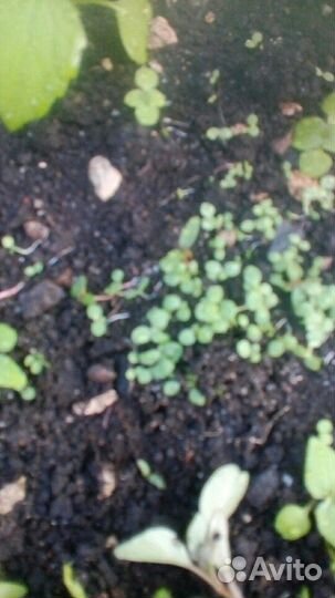 Семена пасленовых