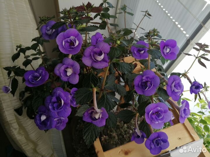 Ахименес Илья Мельник