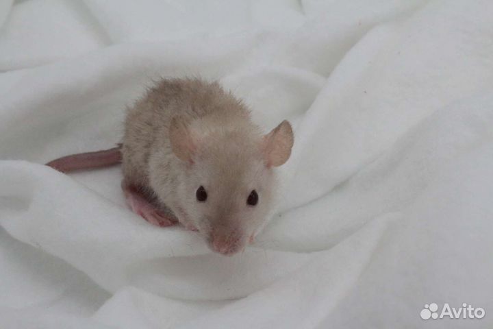 Крысята крысы дамбо вельветин рекс хаски питомник