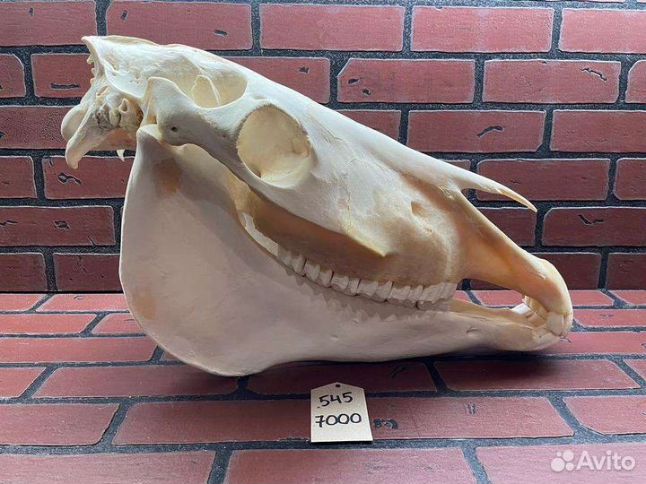 Череп лошади, череп коня